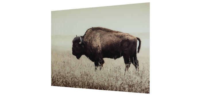 Brutus wall art print with a bison standing in grass, brown and white