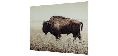 Brutus wall art print with a bison standing in grass, brown and white