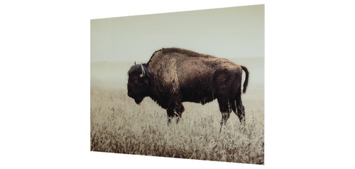 Brutus wall art print with a bison standing in grass, brown and white