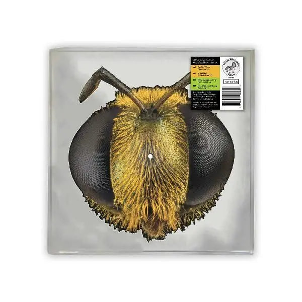 King Gizzard & The Lizard Wizard Big Fig Wasp