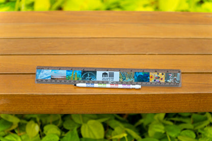 Ruler  12" Plastic Fulll Color